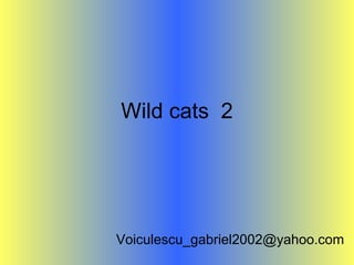Wild cats  2 [email_address] 