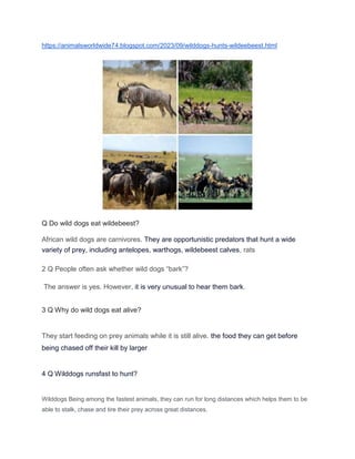 https://animalsworldwide74.blogspot.com/2023/09/wilddogs-hunts-wildeebeest.html
Q Do wild dogs eat wildebeest?
African wild dogs are carnivores. They are opportunistic predators that hunt a wide
variety of prey, including antelopes, warthogs, wildebeest calves, rats
2 Q People often ask whether wild dogs “bark”?
The answer is yes. However, it is very unusual to hear them bark.
3 Q Why do wild dogs eat alive?
They start feeding on prey animals while it is still alive. the food they can get before
being chased off their kill by larger
4 Q Wilddogs runsfast to hunt?
Wilddogs Being among the fastest animals, they can run for long distances which helps them to be
able to stalk, chase and tire their prey across great distances.
 