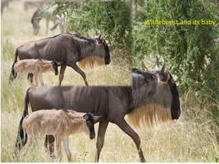 Wildebeest and its baby
 