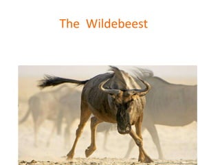 The  Wildebeest 