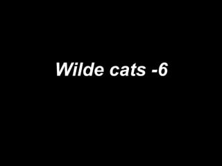 Wilde cats -6 
