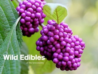 Wild Edibles
      of the lowcountry
 