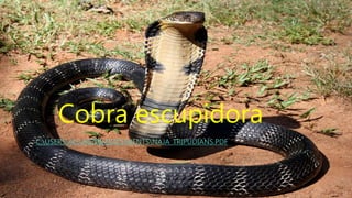 Cobra escupidora
C:USERSAULAB201DOCUMENTSNAJA_TRIPUDIANS.PDF
 