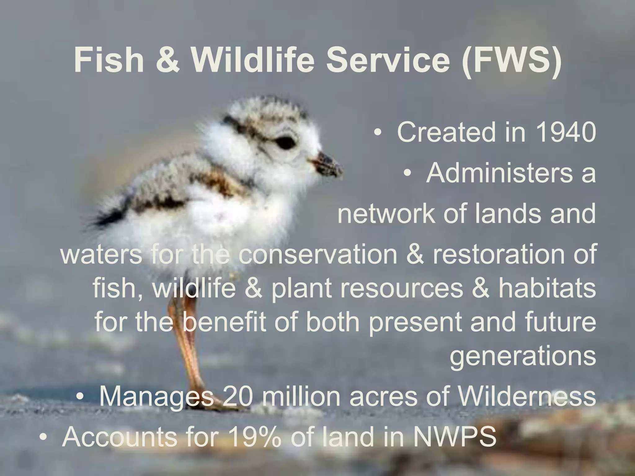 Bureau of Land Management (BLM)Founded in 1946Manage rangelands in the American West for grazing, mining, oil & gas developmentManages 264 million acres of federal land, 7.7 million of which is WildernessAccounts for 7% of land in NWPS
