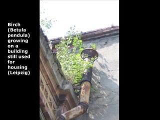 Birch
(Betula
pendula)
growing
on a
building
still used
for
housing
(Leipzig)
 