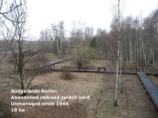 Südgelände Berlin:
  Abandoned railroad switch yard
Natural Beech
  Unmanaged since 1945
(Fagus
  18 ha
Sylvatica)
stand
 