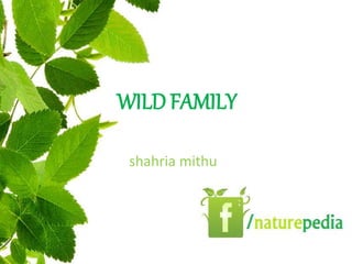 WILD FAMILY
shahria mithu
 