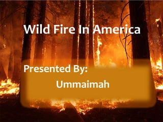 Wild Fire In America
Presented By:
Ummaimah
 