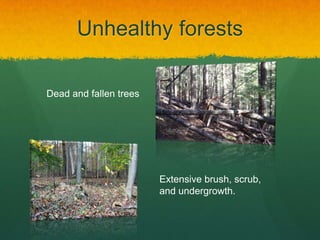Unhealthy forests
Dead and fallen trees

Extensive brush, scrub,
and undergrowth.

 