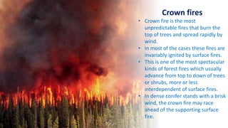 Crown fires
• Crown fire is the most
unpredictable fires that burn the
top of trees and spread rapidly by
wind.
• In most of the cases these fires are
invariably ignited by surface fires.
• This is one of the most spectacular
kinds of forest fires which usually
advance from top to down of trees
or shrubs, more or less
interdependent of surface fires.
• In dense conifer stands with a brisk
wind, the crown fire may race
ahead of the supporting surface
fire.
 