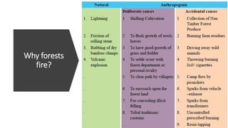 Why forests
fire?
 