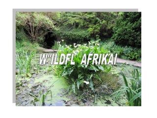Wild fl  afrikai
