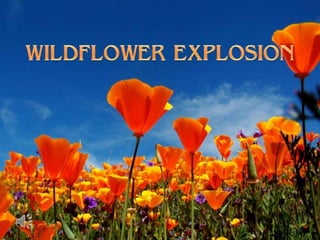 WILDFLOWER EXPLOSION 