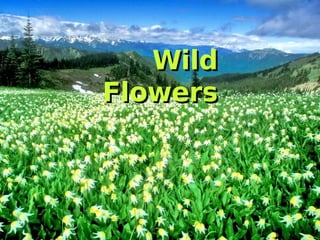 Wild Flowers 
