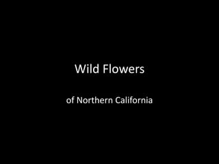 Wild Flowers of Northern California 