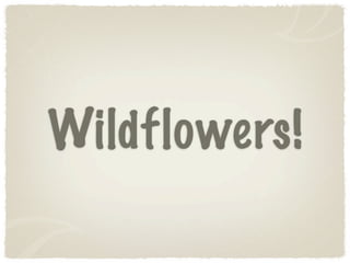 Wildflowers!
 