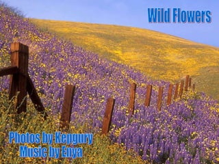Wild Flowers Photos by Kepgury Music by Enya 