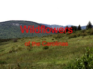 Wildflowers
of the Carolinas
 