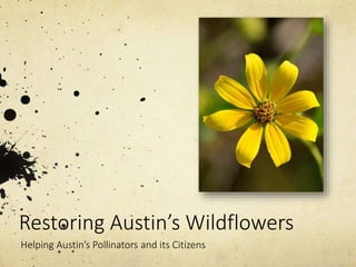 Restoring Austin’s Wildflowers 
Helping Austin’s Pollinators and its Citizens 
 