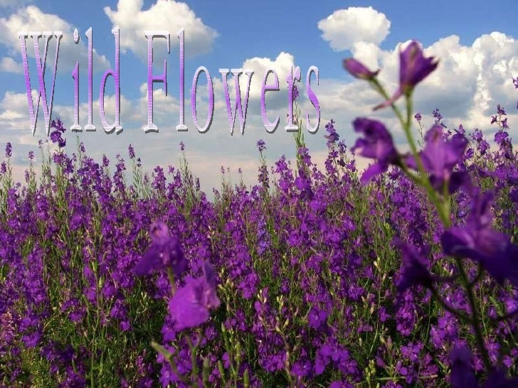 Wild Flowers Lia