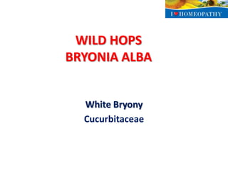 WILD HOPS
BRYONIA ALBA


  White Bryony
  Cucurbitaceae
 