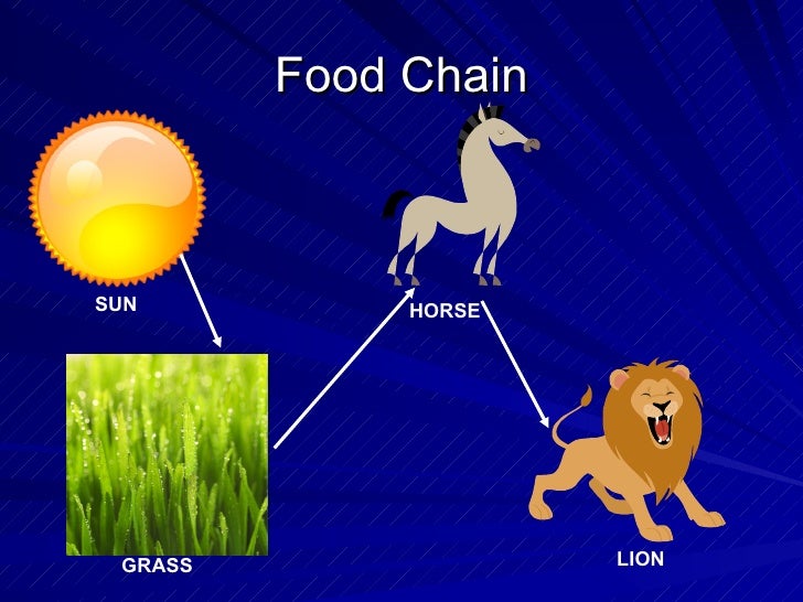 Wild Horses Biology Diagrams