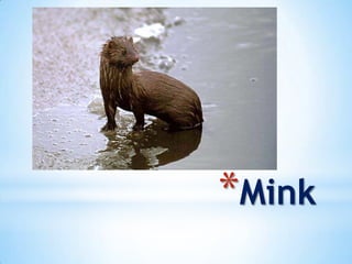 *Mink
 