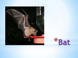*Bat
 