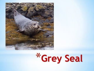 *Grey Seal
 