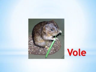 *Water Vole
 