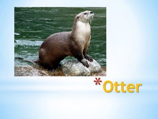 *Otter
 