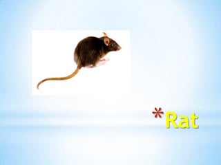 *Rat
 