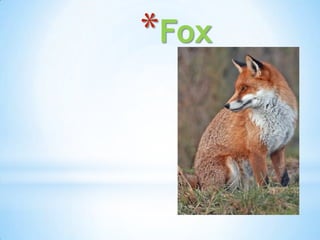 *Fox
 