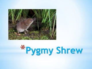 *Pygmy Shrew
 