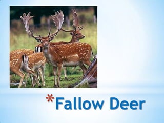 *Fallow Deer
 