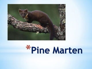 *Pine Marten
 
