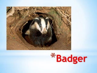 *Badger
 