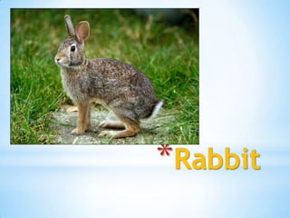 *Rabbit
 