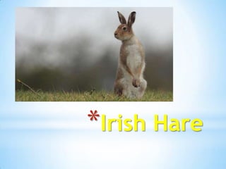 *Irish Hare
 