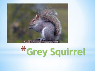 *Grey Squirrel
 