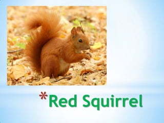 *Red Squirrel
 