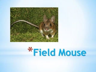 *Field Mouse
 