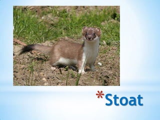 *Stoat
 