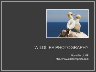 WILDLIFE PHOTOGRAPHY
                     Aidan Finn, LIPF
       http://www.aidanfinnphoto.com
 