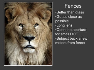 Wildlife Photography