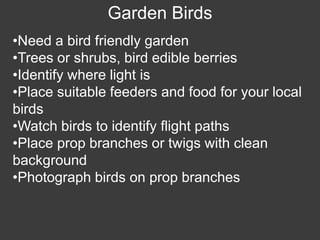 Wildlife Photography