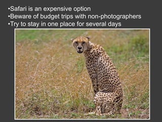 Wildlife Photography