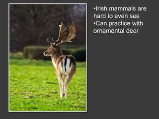 Wildlife Photography