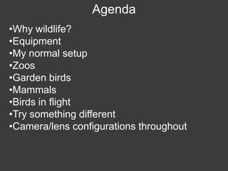 Wildlife Photography