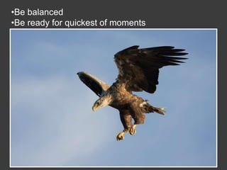 Wildlife Photography